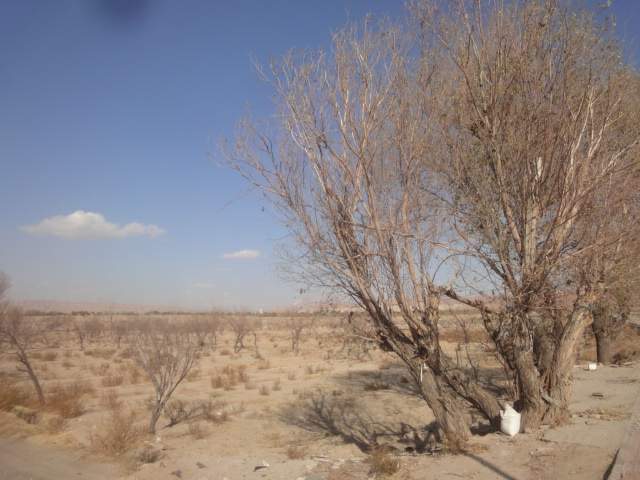 باغات خشکانیده شده